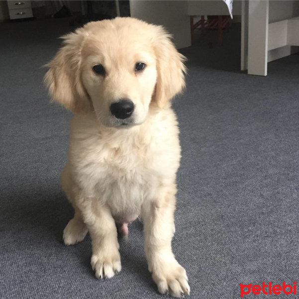 Golden Retriever, Köpek  BARNEY fotoğrafı