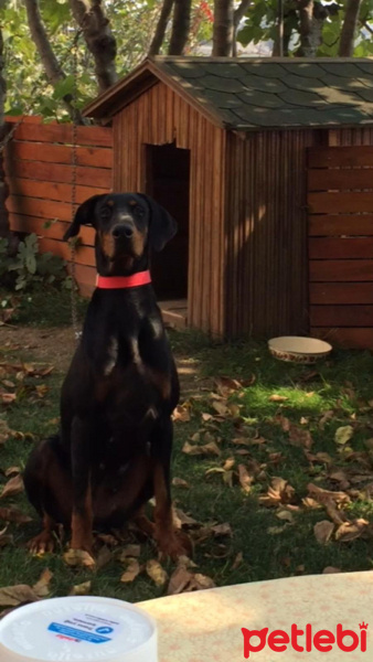 Doberman Pinscher, Köpek  Arya fotoğrafı