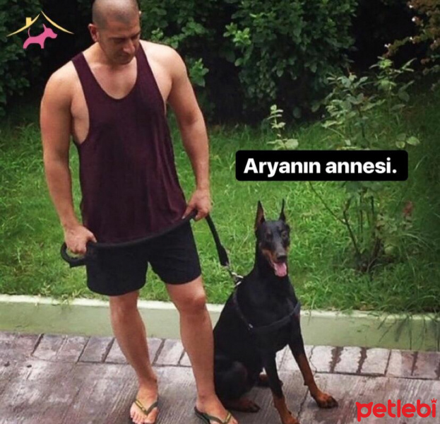 Doberman Pinscher, Köpek  Arya fotoğrafı