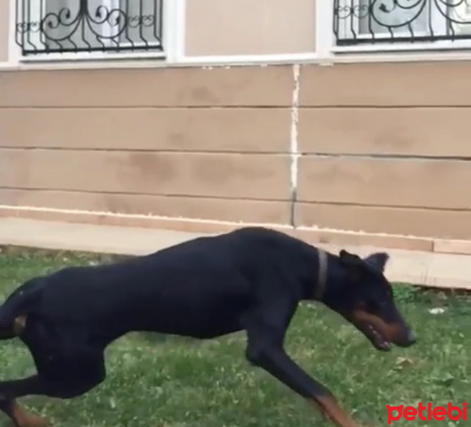 Doberman Pinscher, Köpek  Arya fotoğrafı