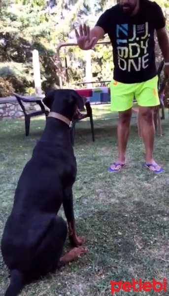 Doberman Pinscher, Köpek  Arya fotoğrafı