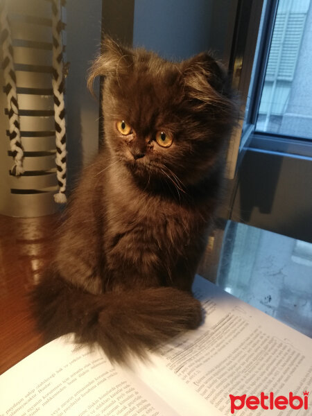 İran Kedisi (Persian), Kedi  Marvel fotoğrafı