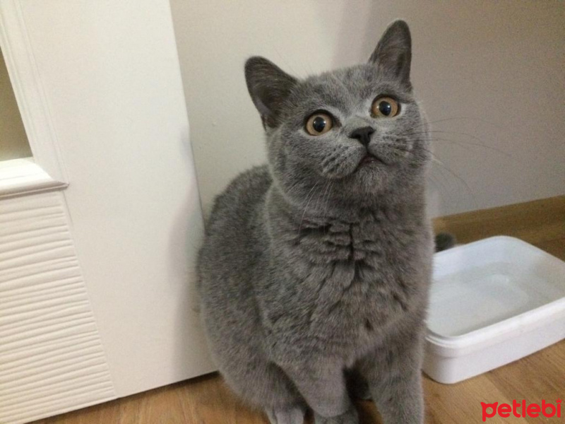 British Shorthair, Kedi  Fıkı fotoğrafı