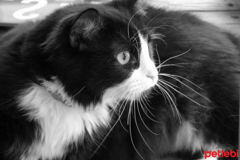 Tuxedo (Smokin) Kedi, Kedi  Toprak fotoğrafı