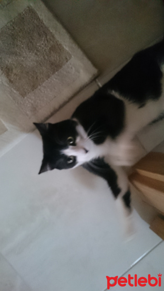 Tuxedo (Smokin) Kedi, Kedi  Toprak fotoğrafı