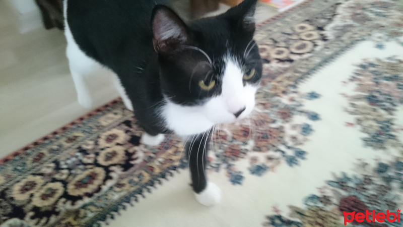 Tuxedo (Smokin) Kedi, Kedi  Toprak fotoğrafı