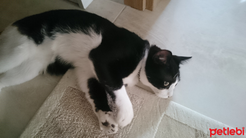 Tuxedo (Smokin) Kedi, Kedi  Toprak fotoğrafı