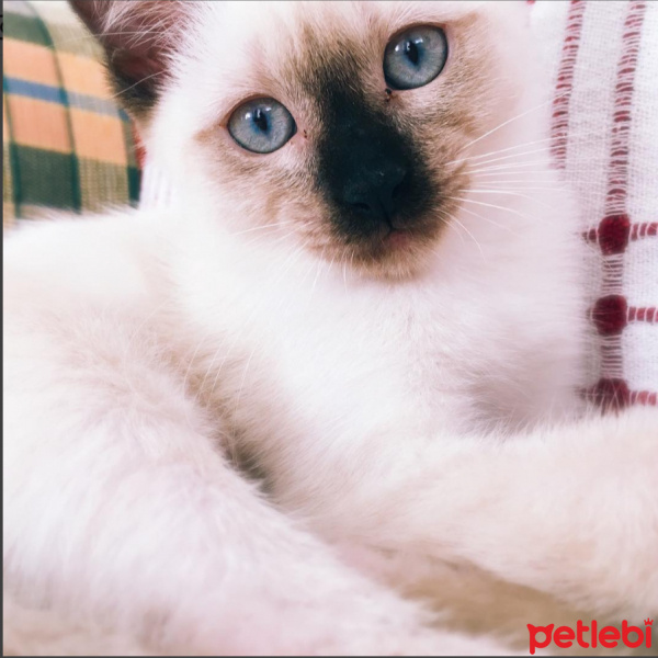 Siyam Kedisi, Kedi  Tesla fotoğrafı