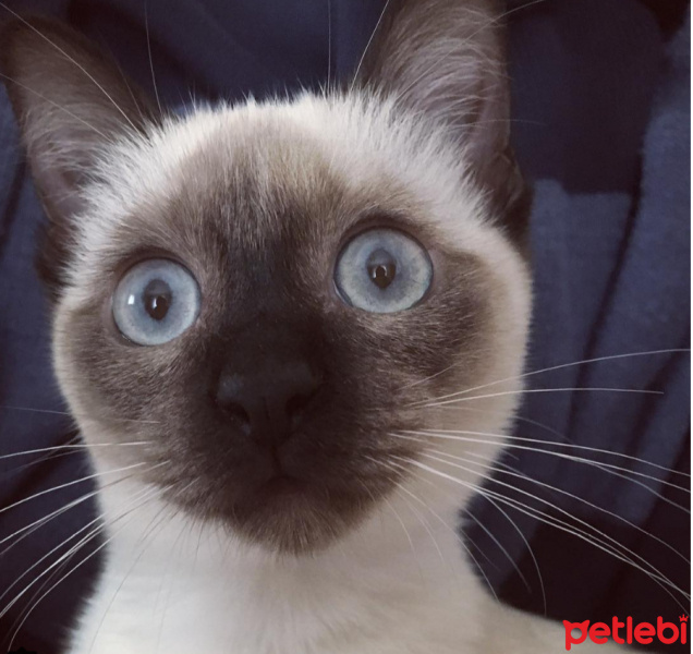 Siyam Kedisi, Kedi  Tesla fotoğrafı