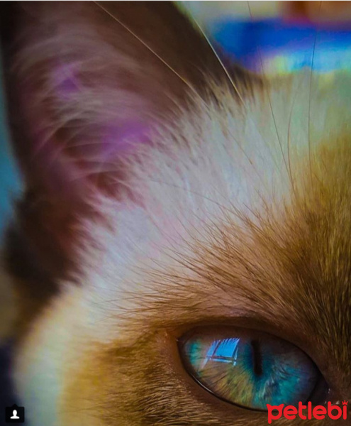 Siyam Kedisi, Kedi  Tesla fotoğrafı