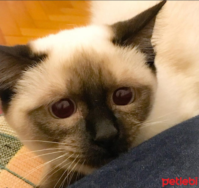 Siyam Kedisi, Kedi  Tesla fotoğrafı