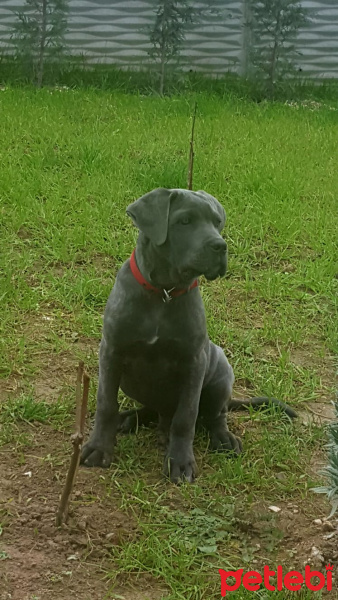 Cane Corso Italiano, Köpek  Herkül fotoğrafı