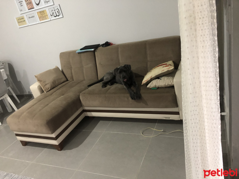 Cane Corso Italiano, Köpek  Herkül fotoğrafı