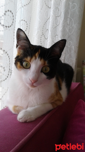 Tekir Kedi, Kedi  Ceku fotoğrafı