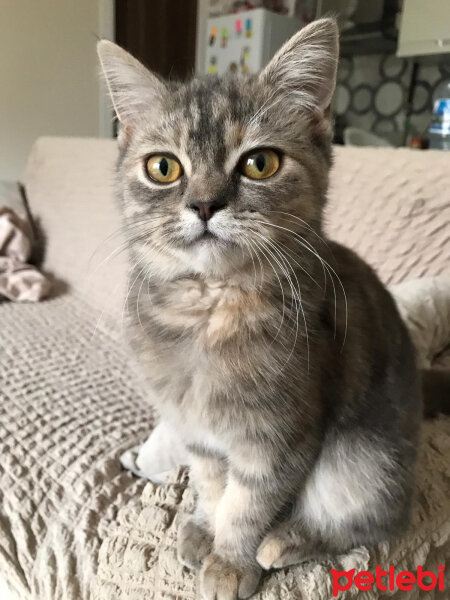 British Shorthair, Kedi  Karamel fotoğrafı