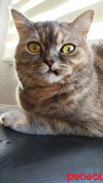 British Shorthair, Kedi  Karamel fotoğrafı