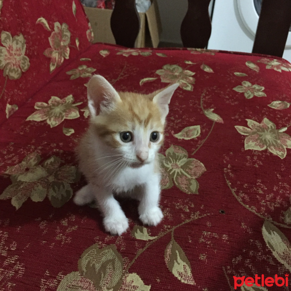 Sarman, Kedi  Eyşan fotoğrafı