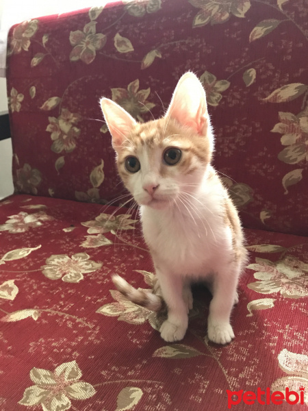 Sarman, Kedi  Eyşan fotoğrafı