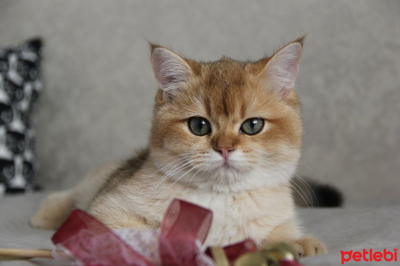 British Shorthair, Kedi  Lucy fotoğrafı
