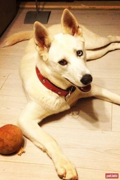 Sibirya Kurdu (Husky), Köpek  TİNA fotoğrafı
