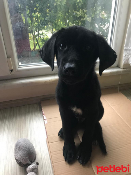 Labrador Retriever, Köpek  Sirius fotoğrafı