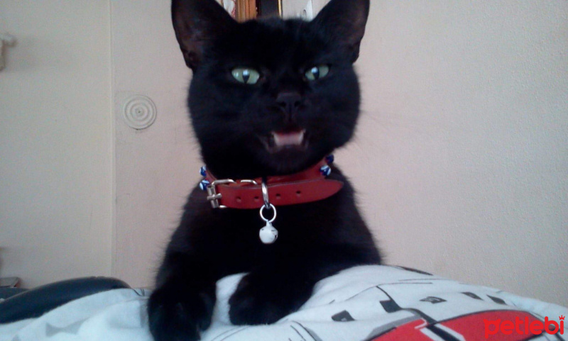 Tekir Kedi, Kedi  Gines fotoğrafı