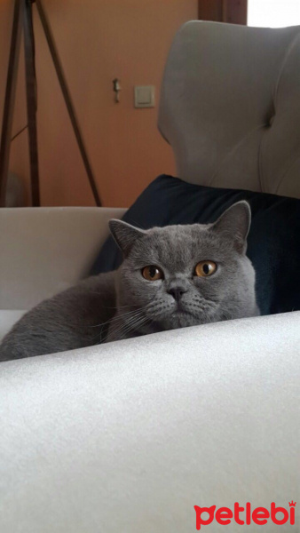 British Shorthair, Kedi  Gandalf fotoğrafı