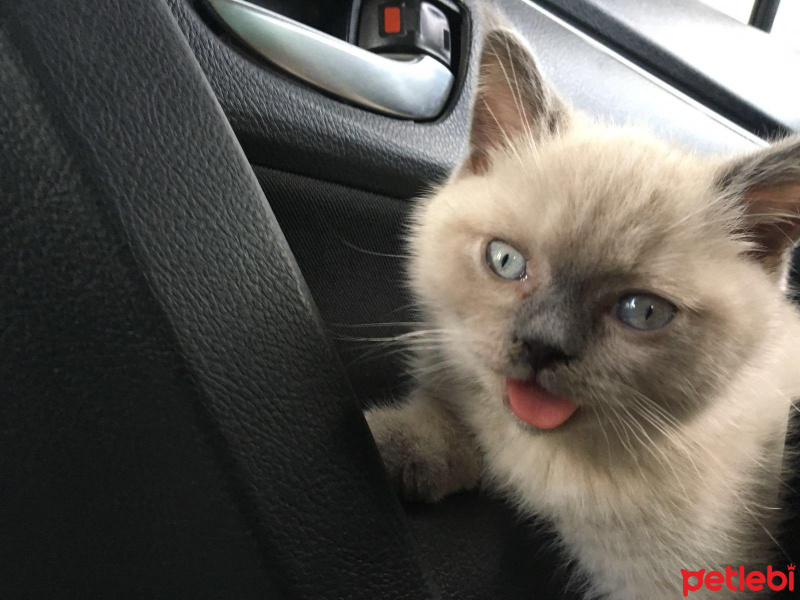 British Shorthair, Kedi  Lokum fotoğrafı