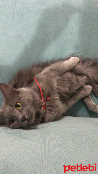 Nebelung, Kedi  Duman fotoğrafı