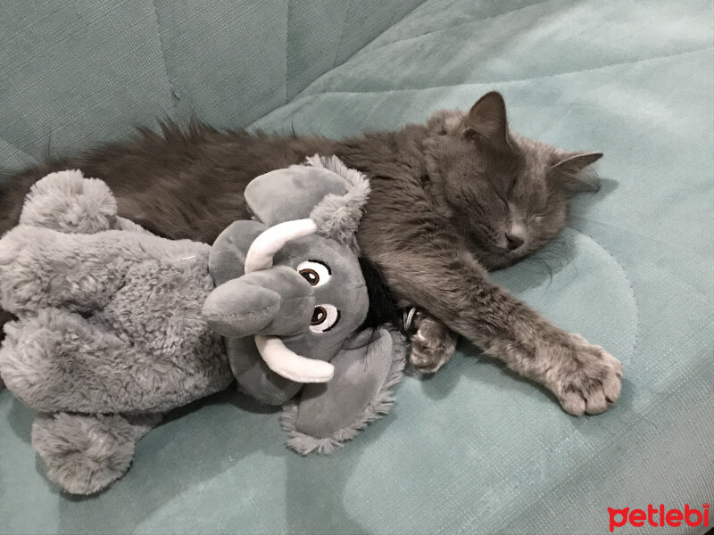 Nebelung, Kedi  Duman fotoğrafı