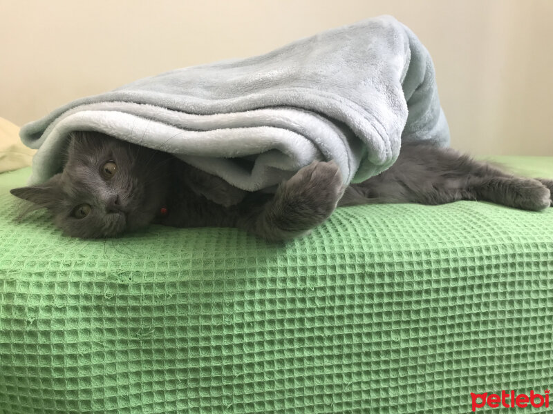 Nebelung, Kedi  Duman fotoğrafı