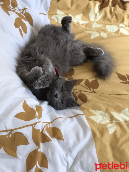 Nebelung, Kedi  Duman fotoğrafı