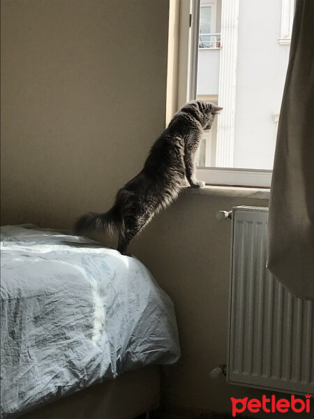 Nebelung, Kedi  Duman fotoğrafı