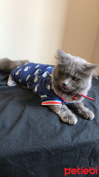 Nebelung, Kedi  Duman fotoğrafı