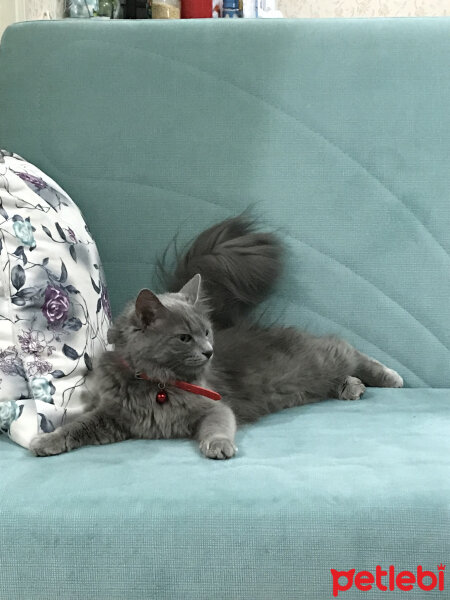 Nebelung, Kedi  Duman fotoğrafı