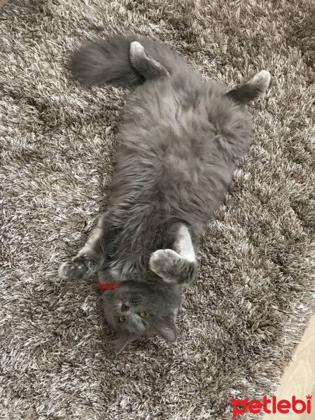 Nebelung, Kedi  Duman fotoğrafı