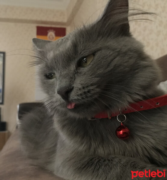 Nebelung, Kedi  Duman fotoğrafı