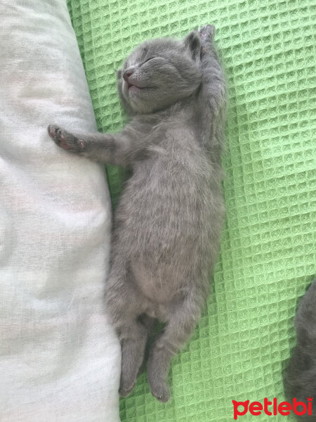 Nebelung, Kedi  Duman fotoğrafı