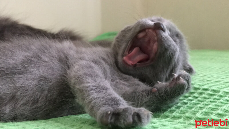 Nebelung, Kedi  Duman fotoğrafı