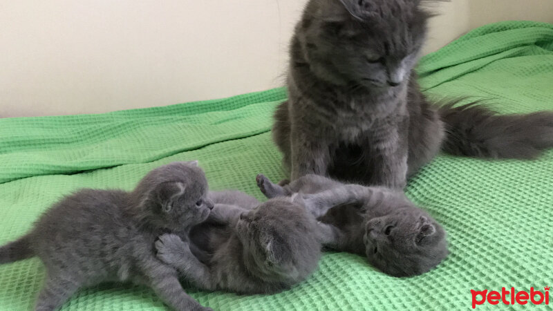 Nebelung, Kedi  Duman fotoğrafı