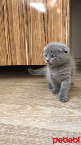 Nebelung, Kedi  Duman fotoğrafı