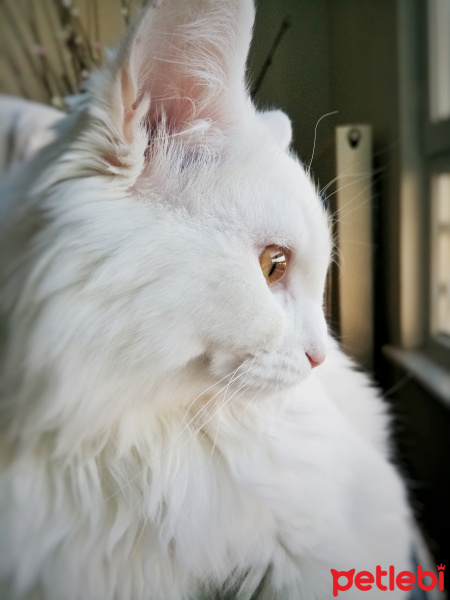 Chinchilla, Kedi  Leo fotoğrafı