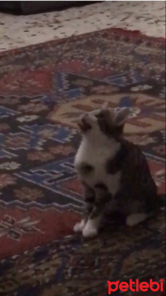 Tekir Kedi, Kedi  Pelinsu fotoğrafı