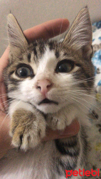 Tekir Kedi, Kedi  Pelinsu fotoğrafı