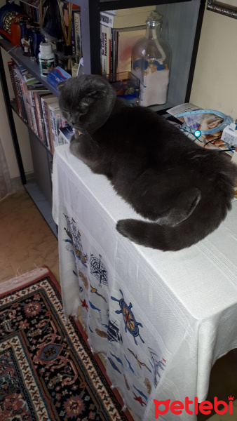 Scottish Fold, Kedi  Duman fotoğrafı