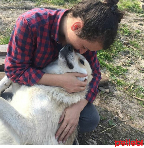 Sokö (Sokak Köpeği), Köpek  Babuli fotoğrafı