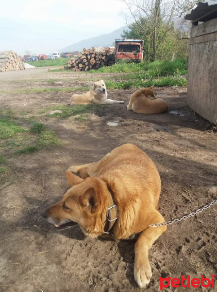 Sokö (Sokak Köpeği), Köpek  Kurt fotoğrafı