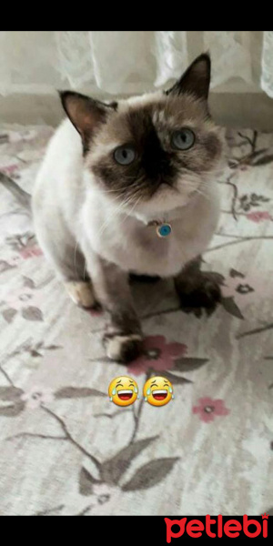 British Shorthair, Kedi  Mia fotoğrafı