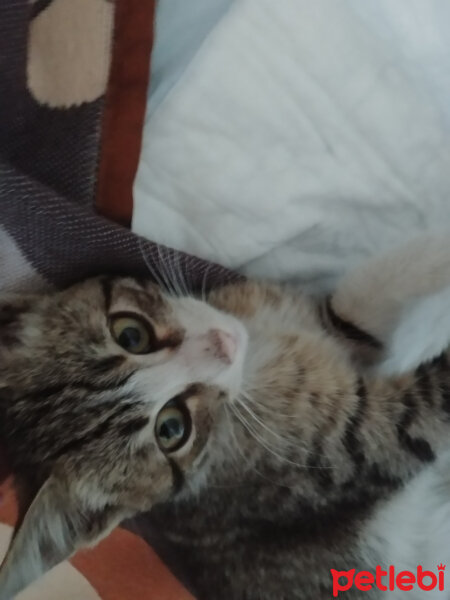 Tekir Kedi, Kedi  Minil fotoğrafı