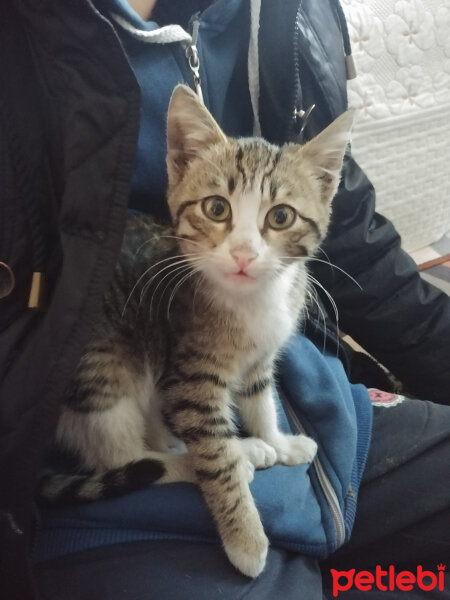 Tekir Kedi, Kedi  Minil fotoğrafı